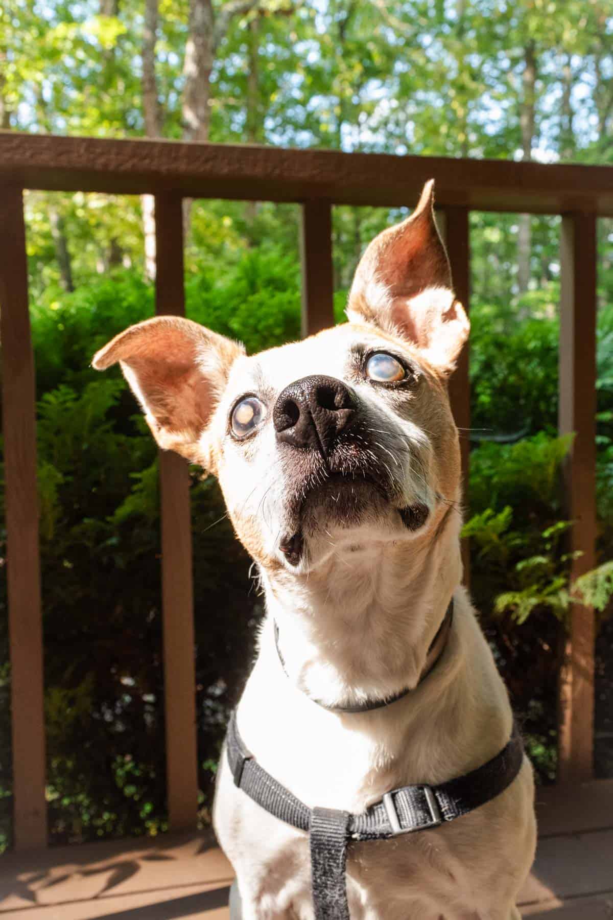 Old Charles the feist dog.