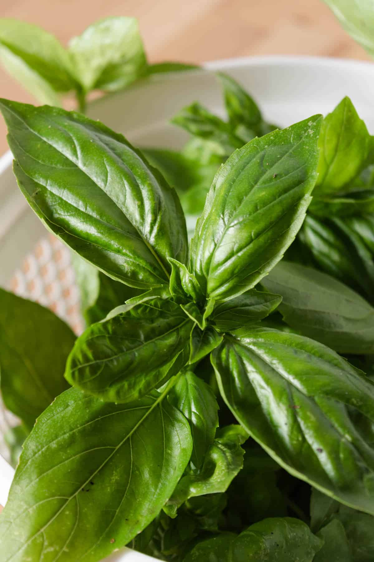 Freshly harvested basil in a white bucket.