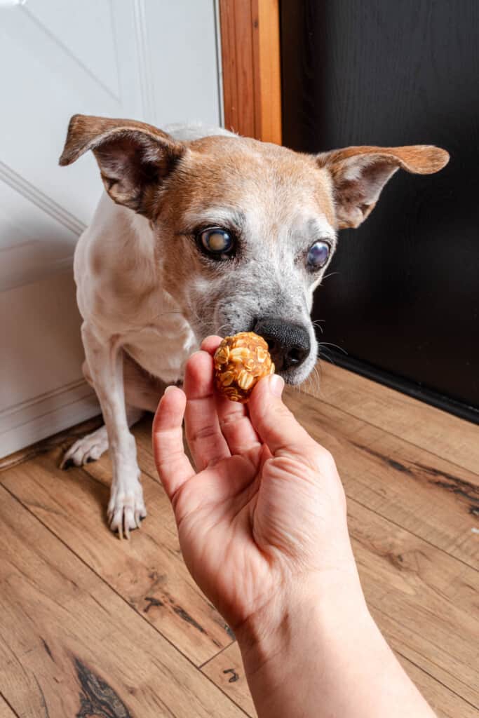 Feeding homemade dog treats to an elderly dog.